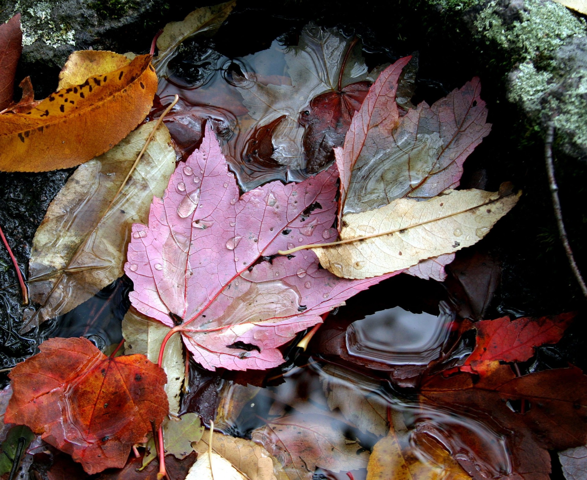 otoño hojas agua