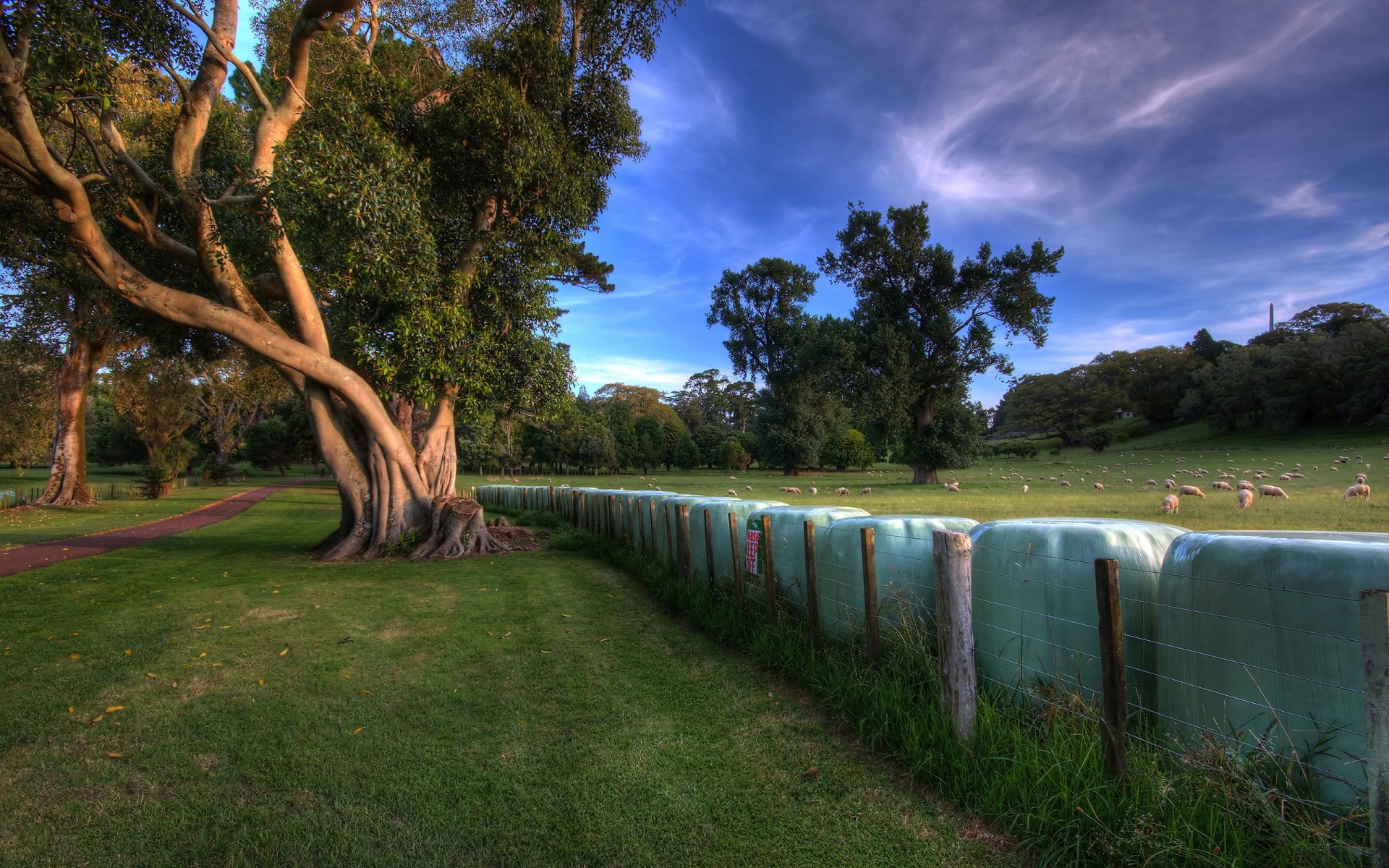 tree meadow fence