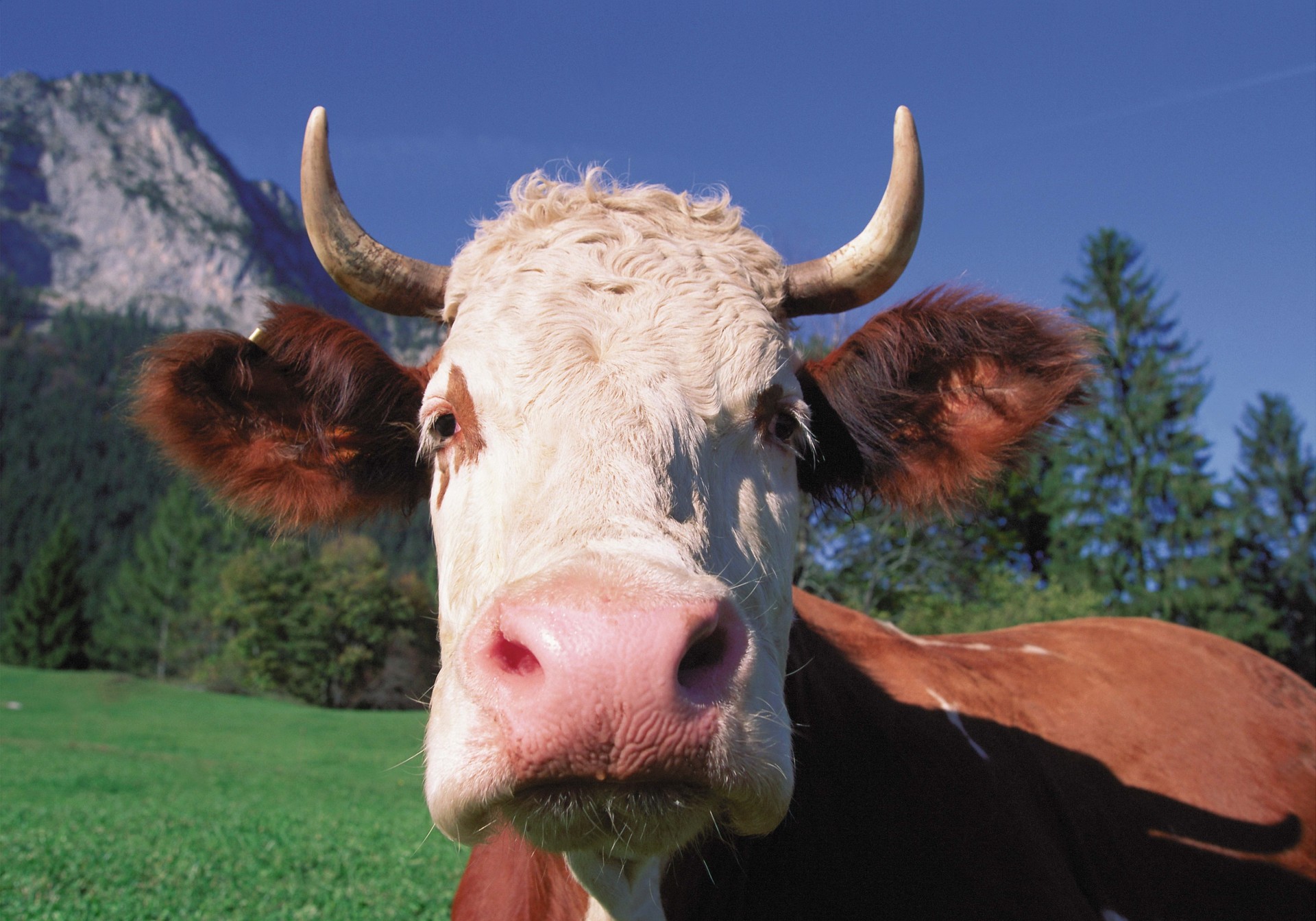 vaca macro dientes cuernos