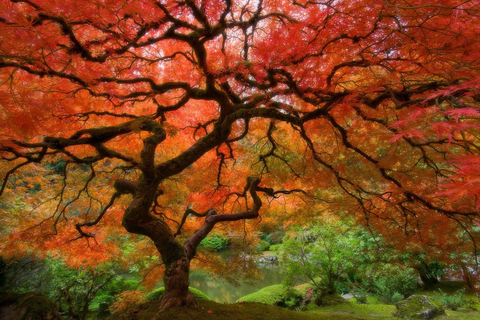 árbol otoño hojas rojo