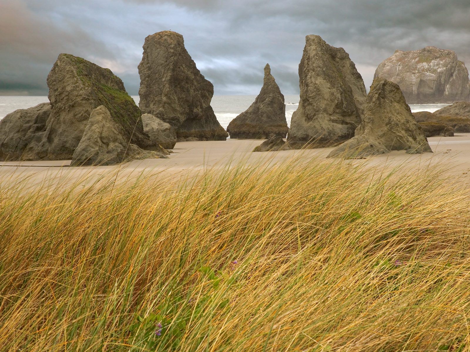 grass rock beach