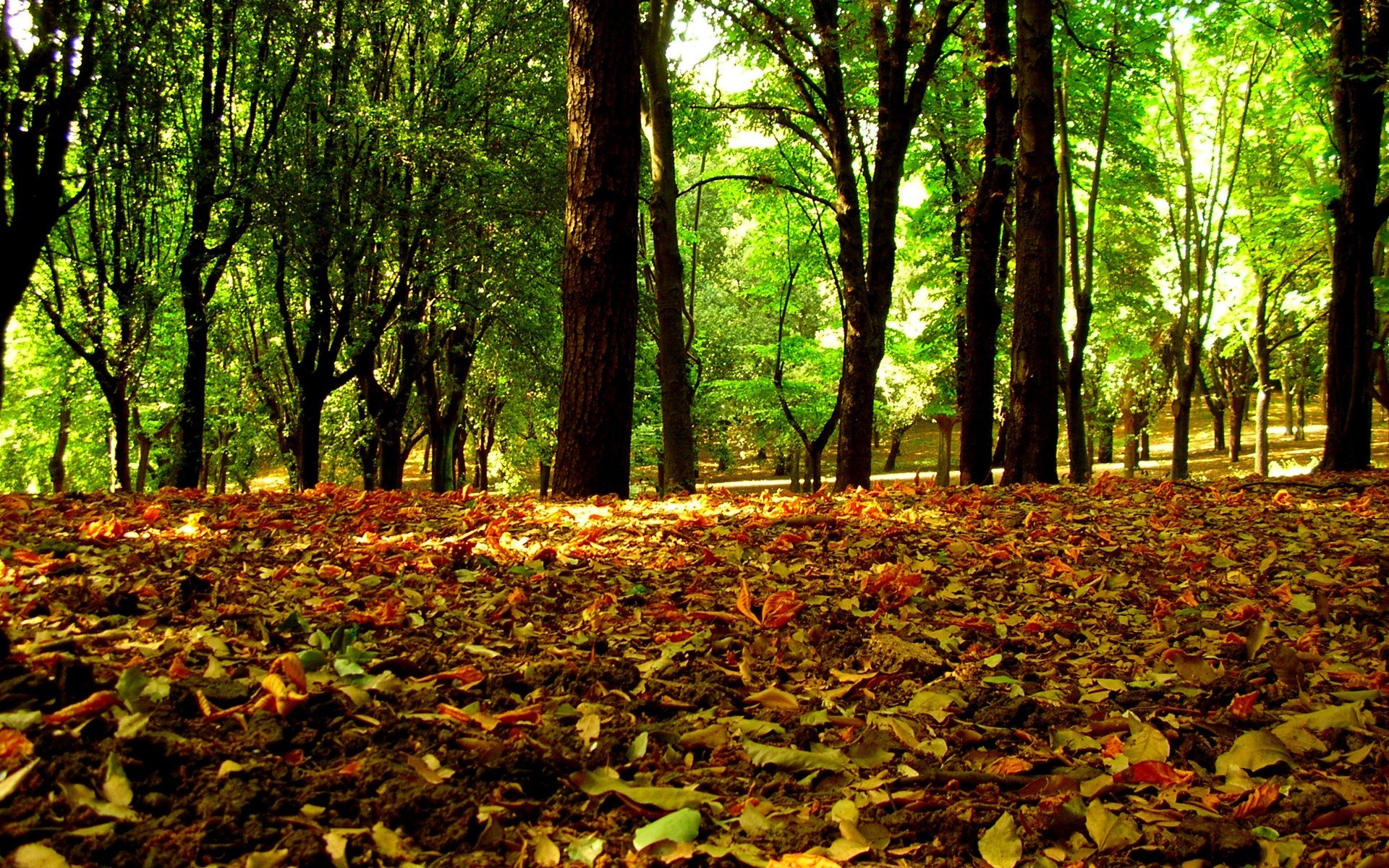 autumn leaves tree forest