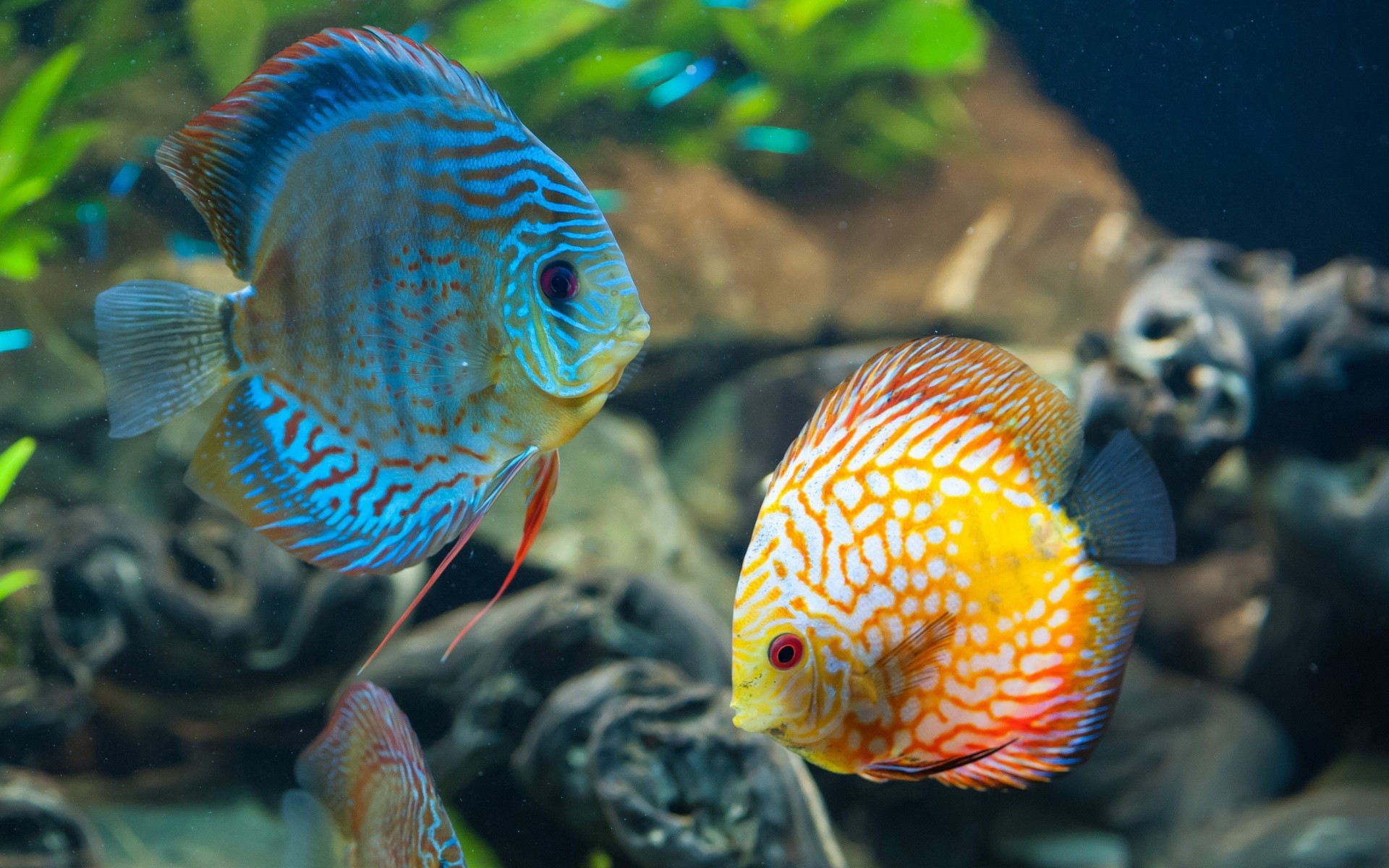 pesce oceano sott acqua mare discus