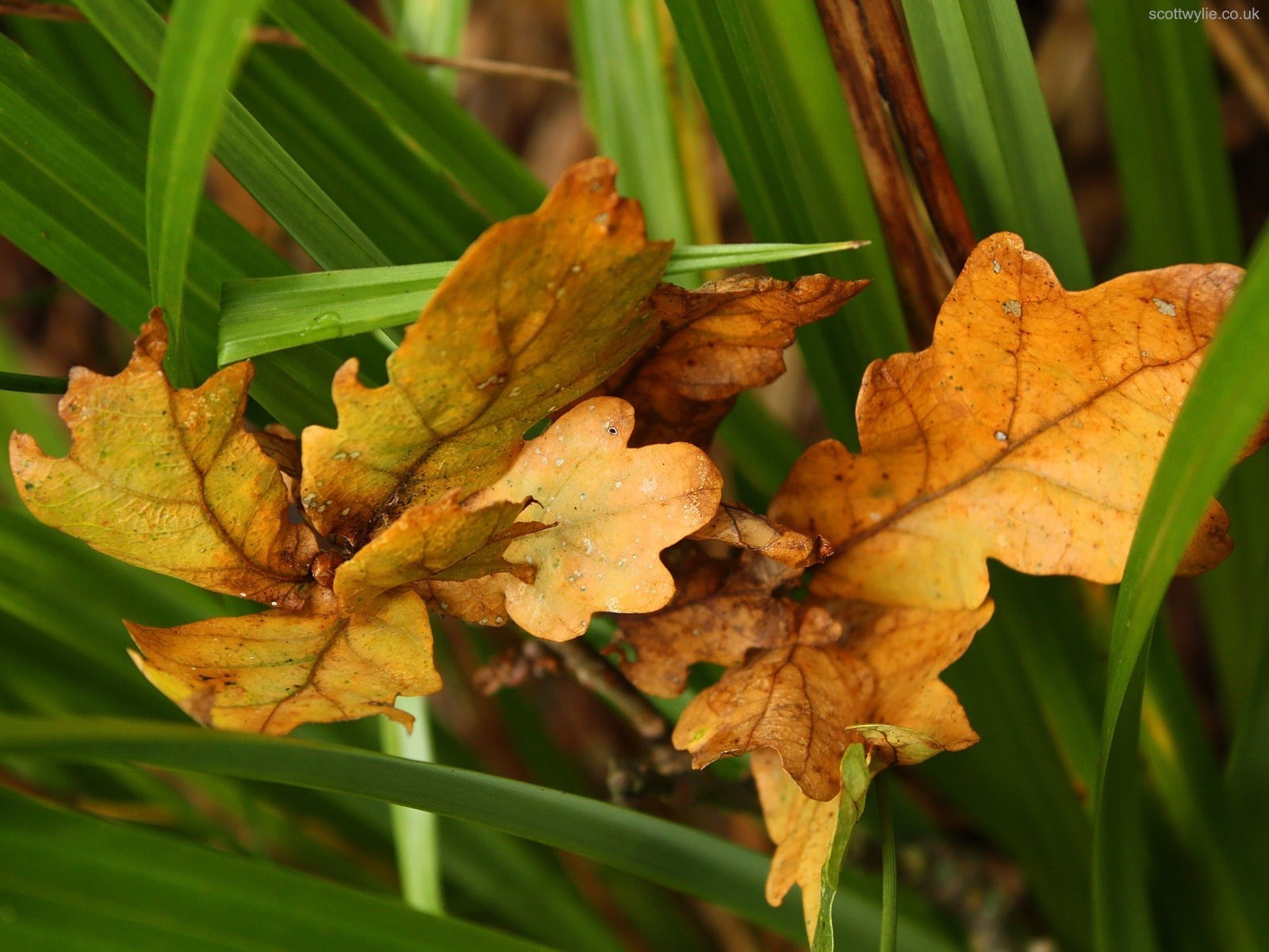 leaves autumn green