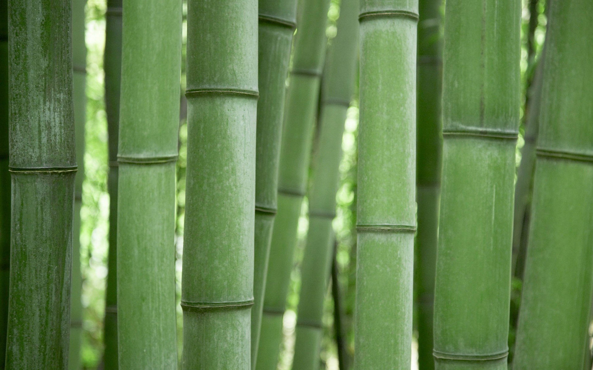 green bamboo