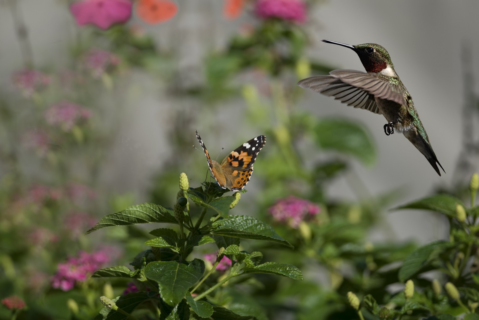 colibríes aves iluminación soleado flores