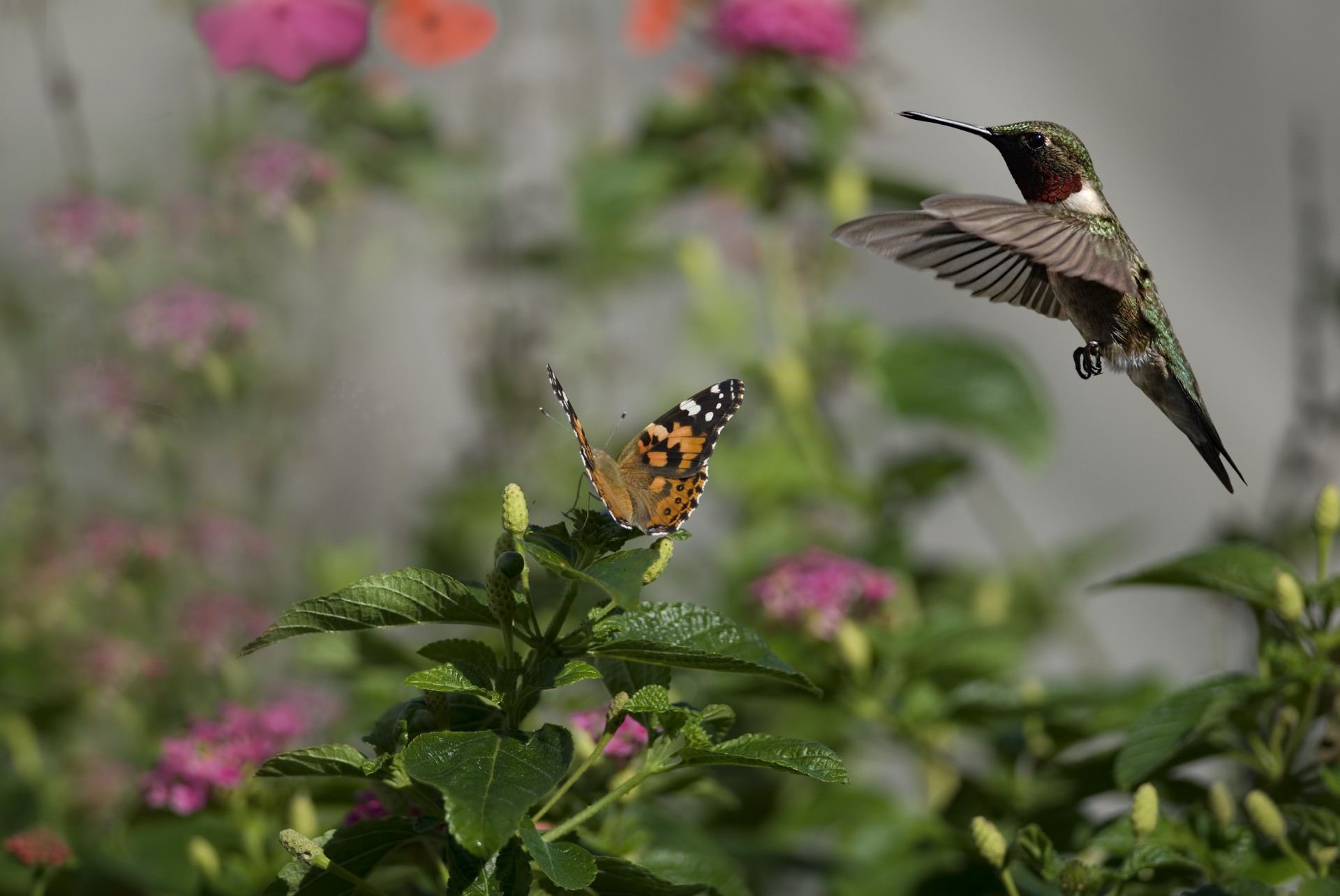 kolibry ptaki podświetlenie słonecznie kwiaty