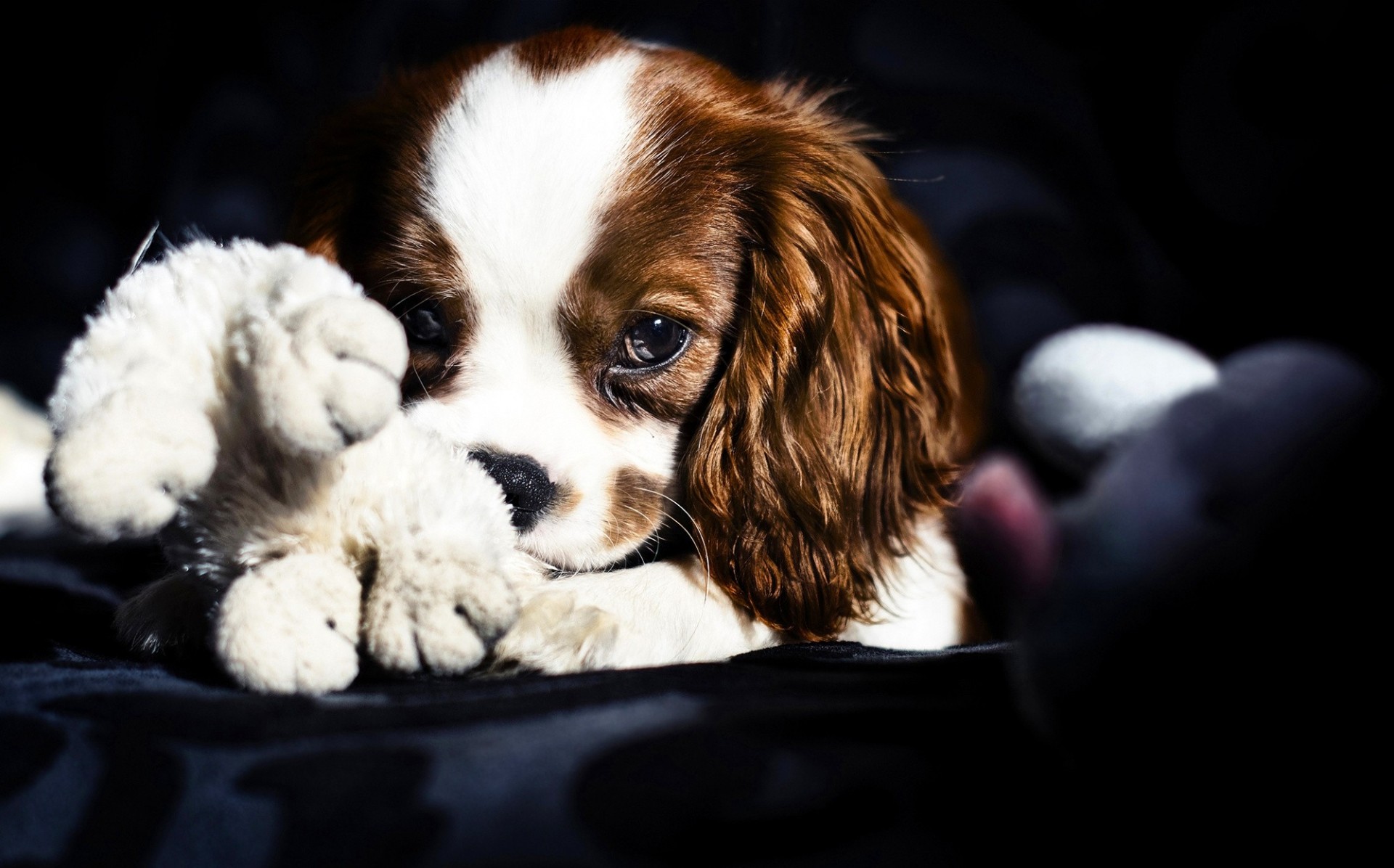 perro tipo juguetes spaniel