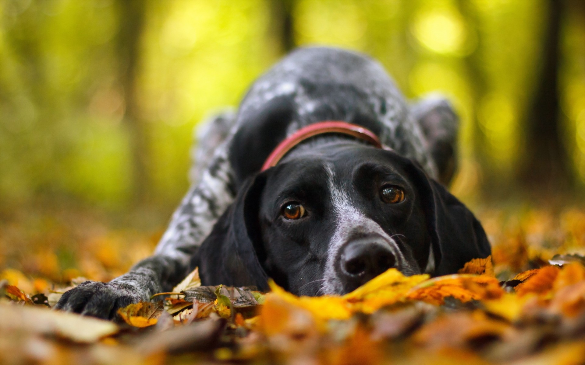 otoño perro amigo