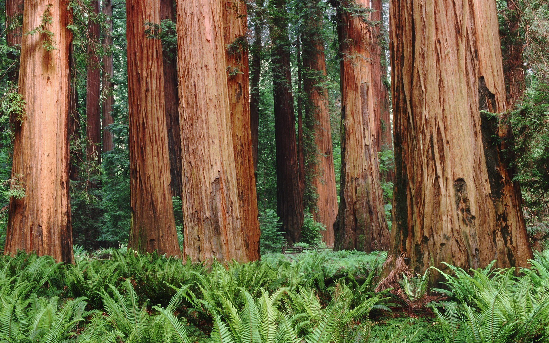 alberi foresta felci