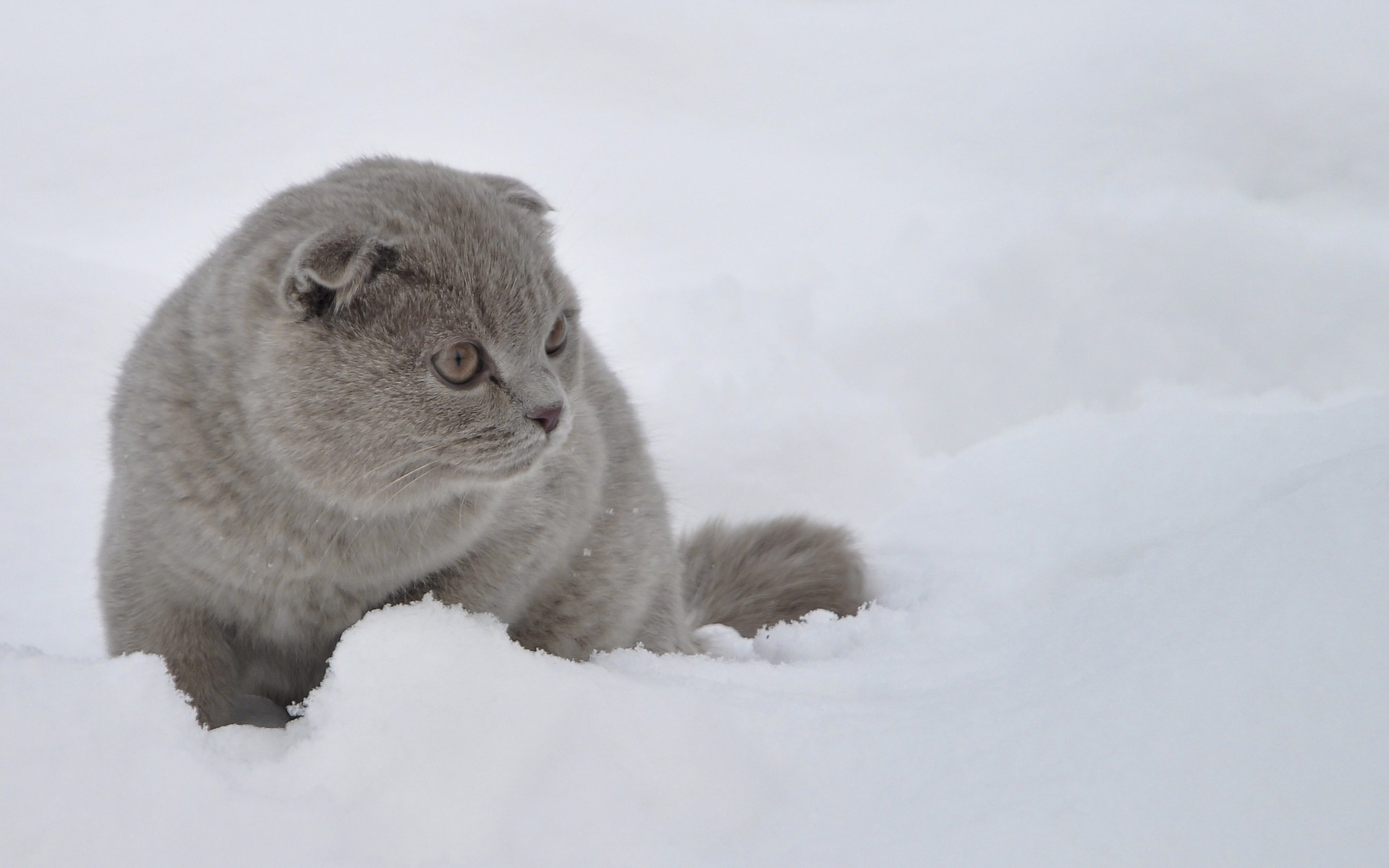 nieve invierno gato