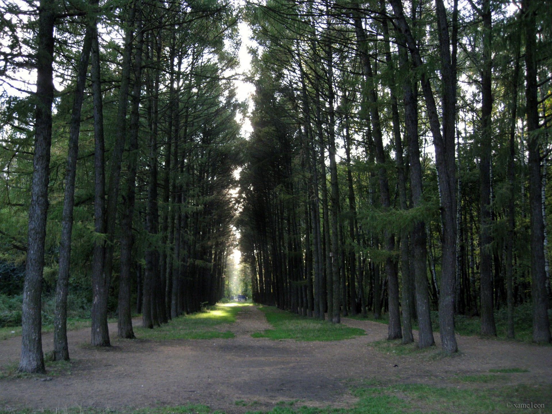 tree pine grass light glimpses of the forest