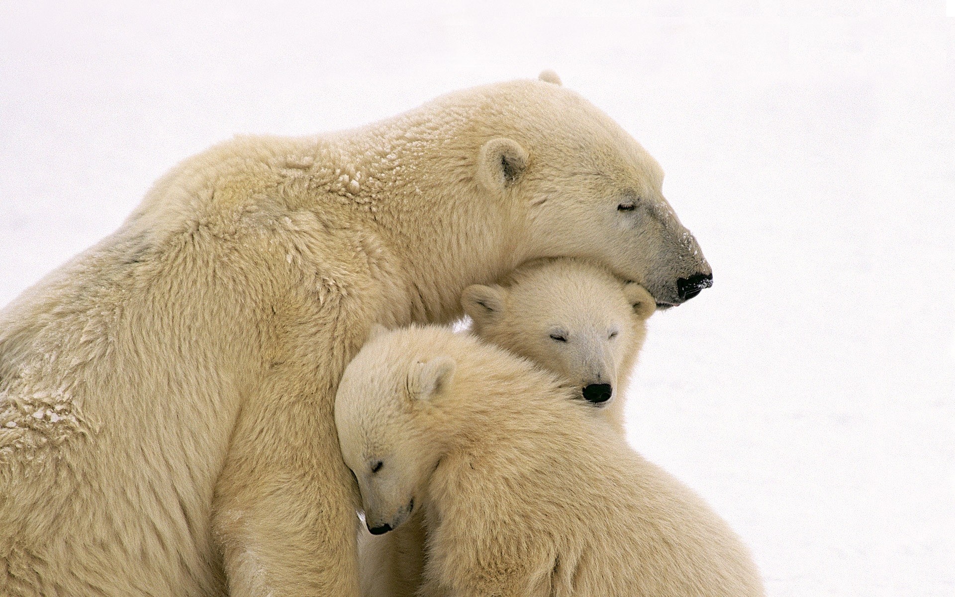 nord orso polare tenerezza bambini genitori inverno