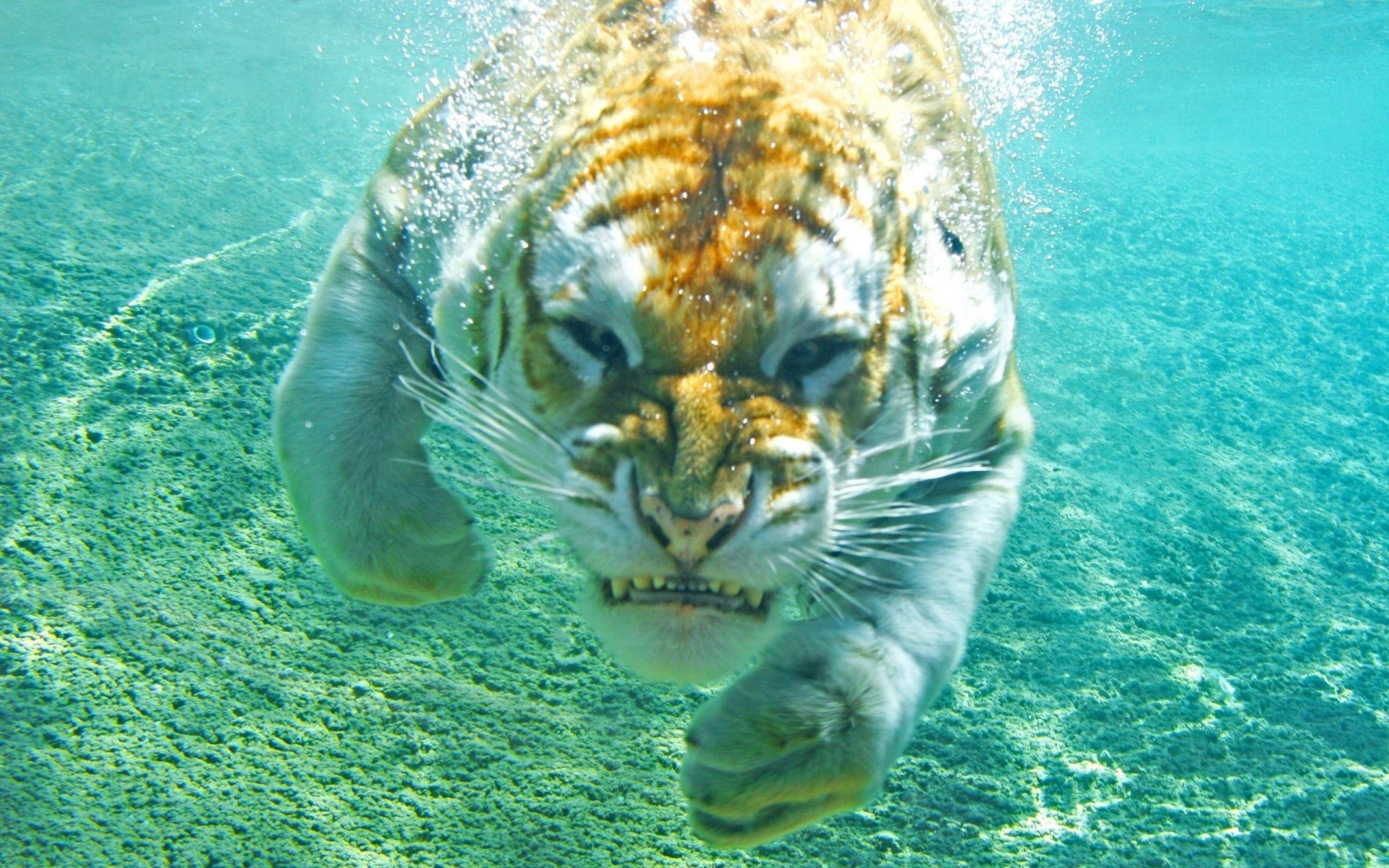 bubbles under water water gold tiger anger cat