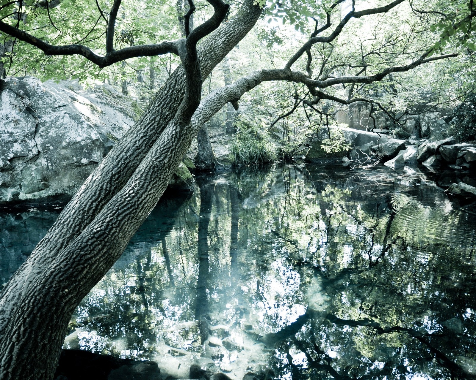 tree forest crimea lake