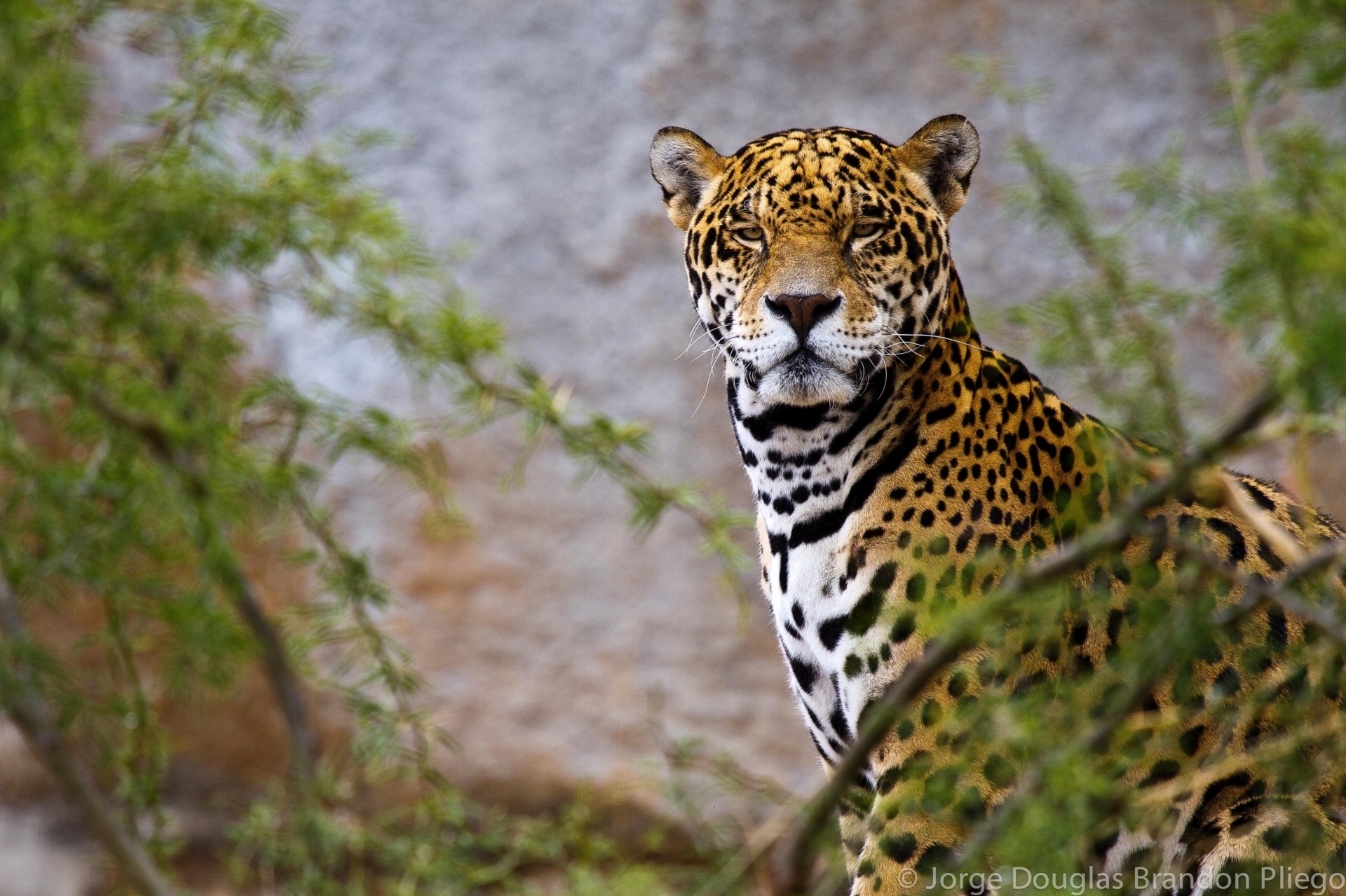 żbik jaguar drapieżnik