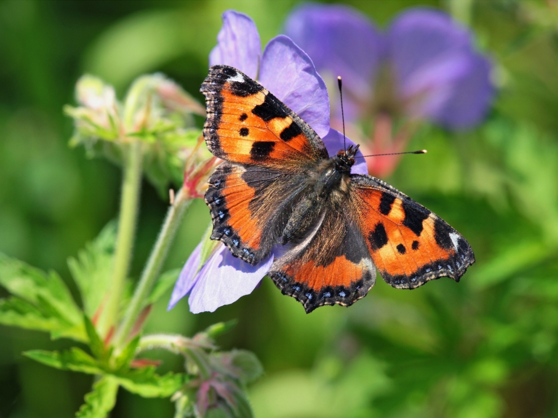 makro urtikaria blume hintergrundbeleuchtung