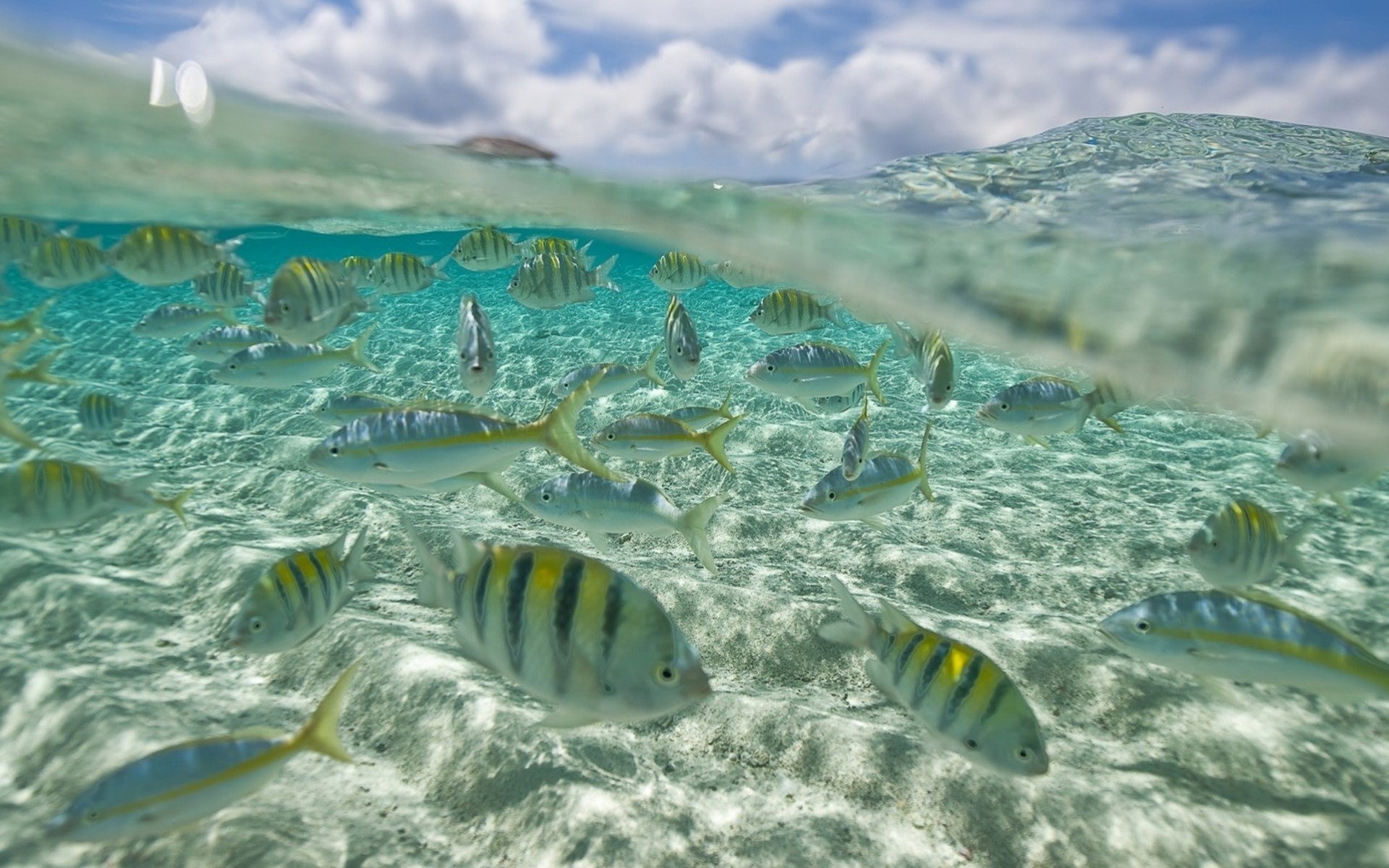 troupeau poisson sous l eau océan mer