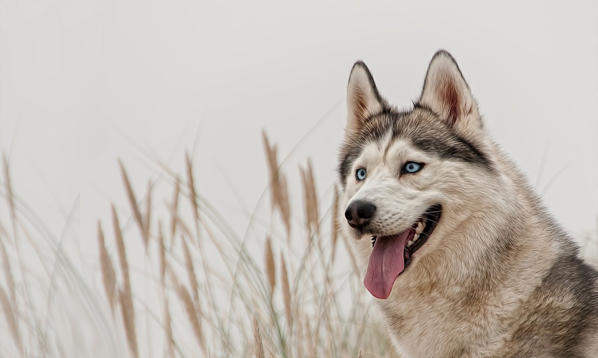 yeux bleus chien husky husky sibérien vue