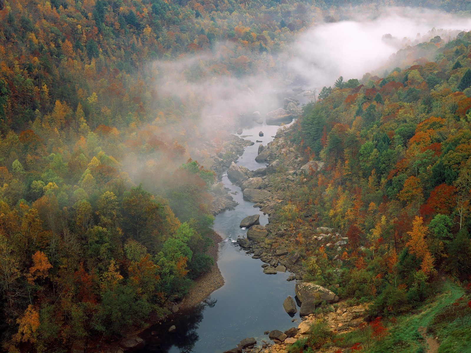 forest tree river fog cloud