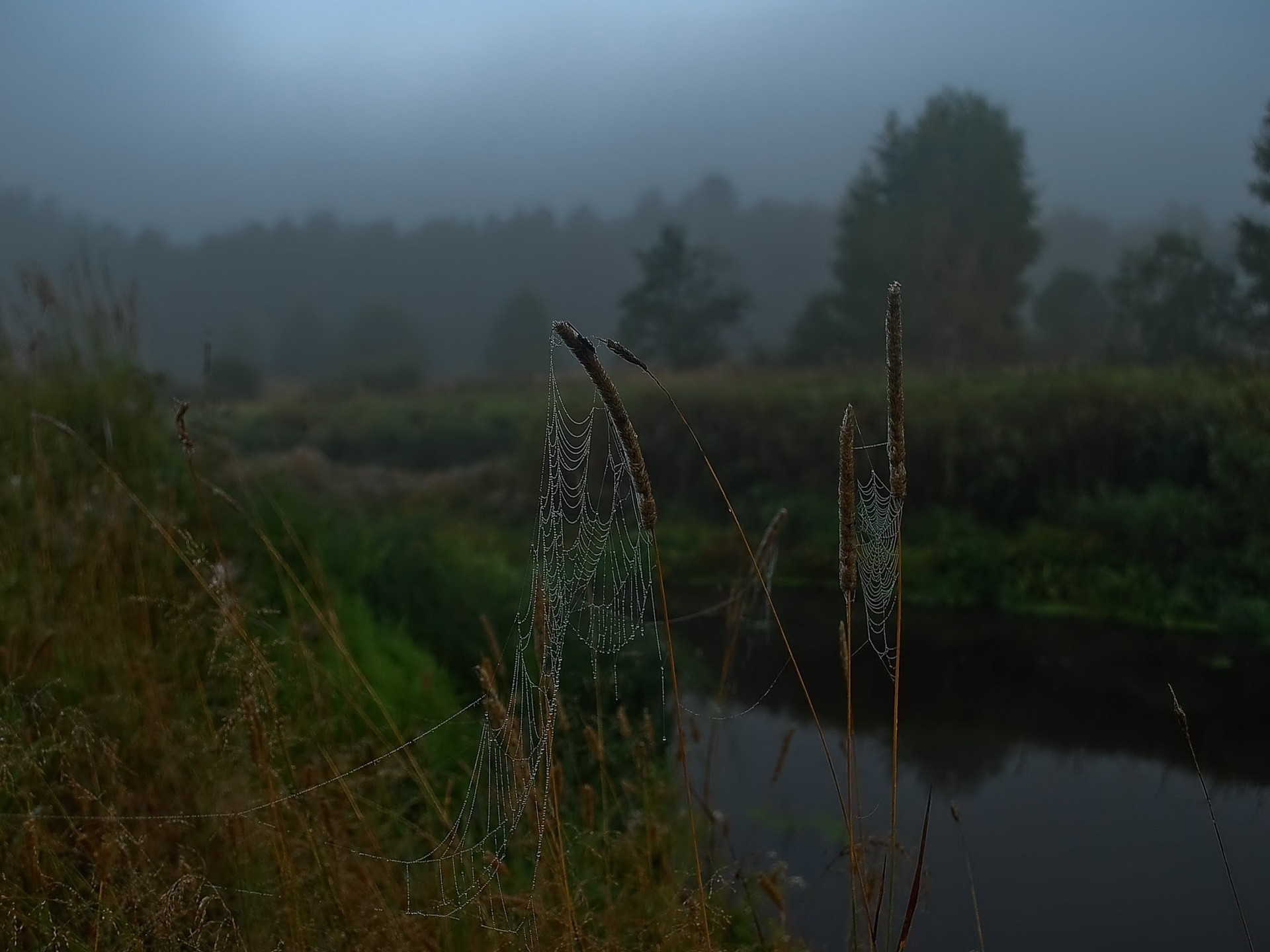 ragnatela fiume mattina gocce