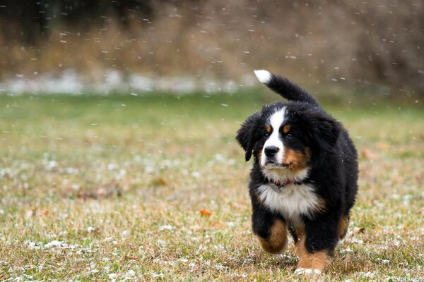 The puppy runs through the first snow