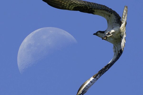 Bottom view of a falcon soaring in the sky