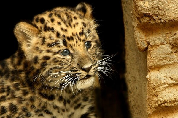 Der schnurrbärtige Leopard versteckte sich hinter einer Wand