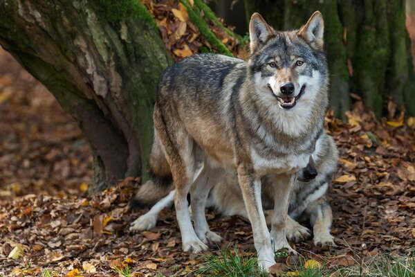 Schöne Wölfe im Herbstwald