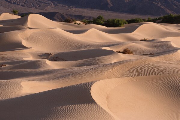 Barkhans bianchi nel deserto sullo sfondo di un oasi