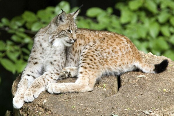 Lynx resting on a rock after hunting