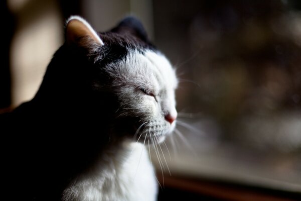 Chat noir et blanc sur le côté dans l ombre