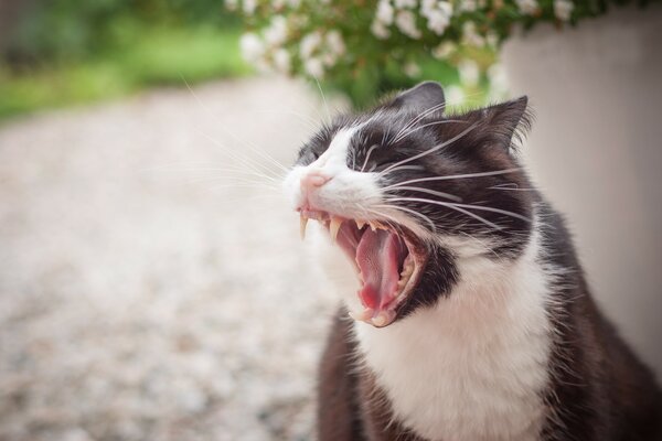 El gato blanco y negro bosteza graciosamente