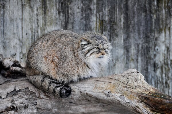 Wild cat manul is getting ready to hunt