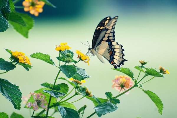 Piękny motyl na żółtych kwiatach