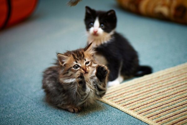 Deux petits chatons jouent