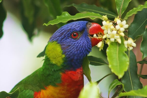 Red-eyed colored parrot eats flowers