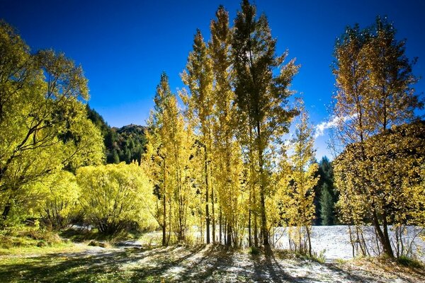 Nature automnale dans la vie ensoleillée