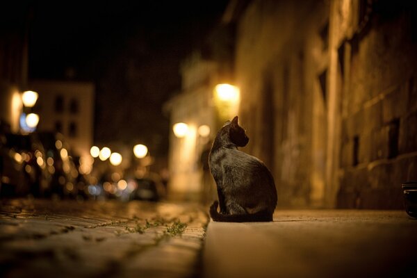 Gato negro sentado en la calle de la noche