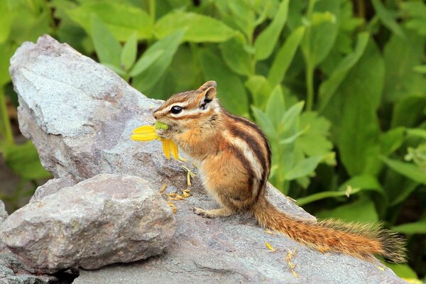 Chipmunk auf einem Stein mit einer Blume