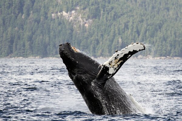 Humpback whale plays - jumps out of the water