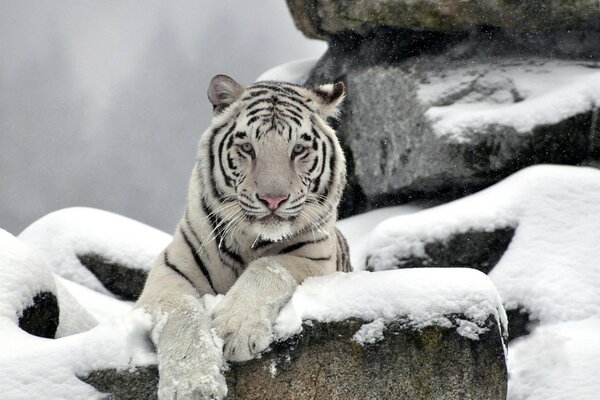 Descanso del tigre blanco en la nieve