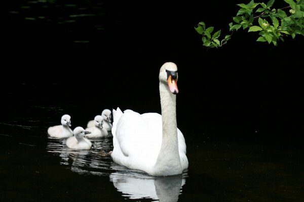 Lac noir cygnes blancs