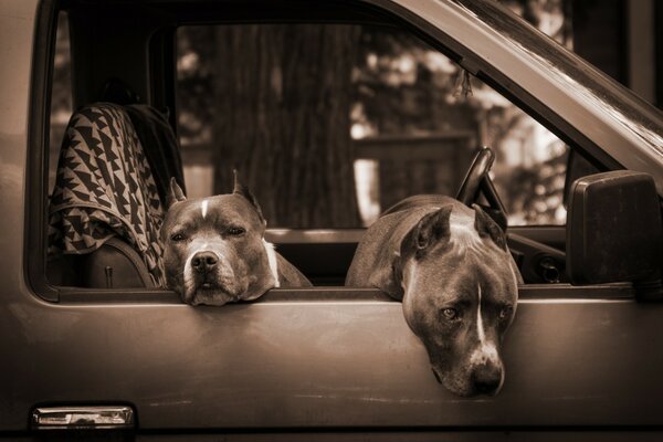 Voiture. L attente des pitbulls de l hôte