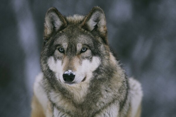 Retrato de un lobo en invierno