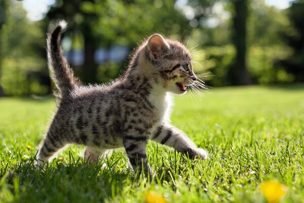 A small spotted kitten walks on the grass