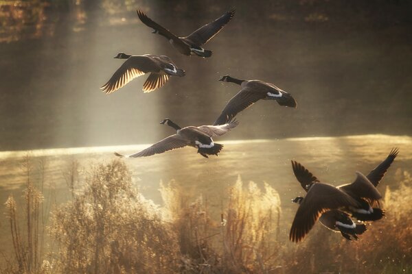 Patos salvajes vuelan sobre el lago de otoño