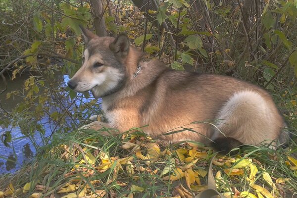 Im Wald liegt ein Hund auf Blättern