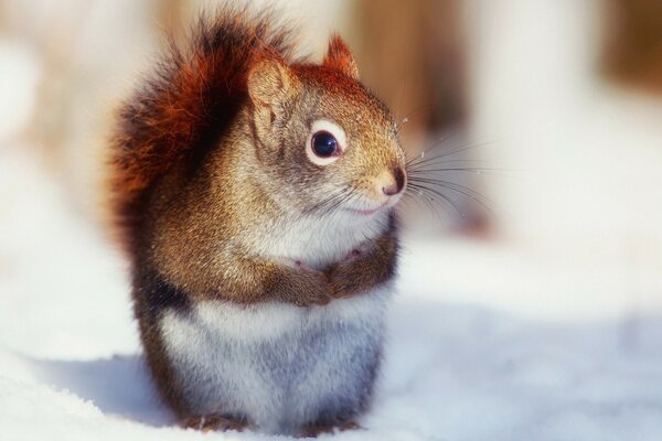 Red fluffy squirrel in the snow