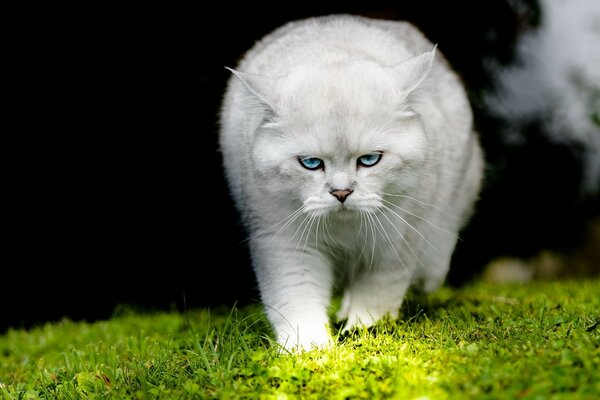 Chat moelleux mécontent sur l herbe